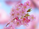 サクラ（桜）のスマートフォン壁紙